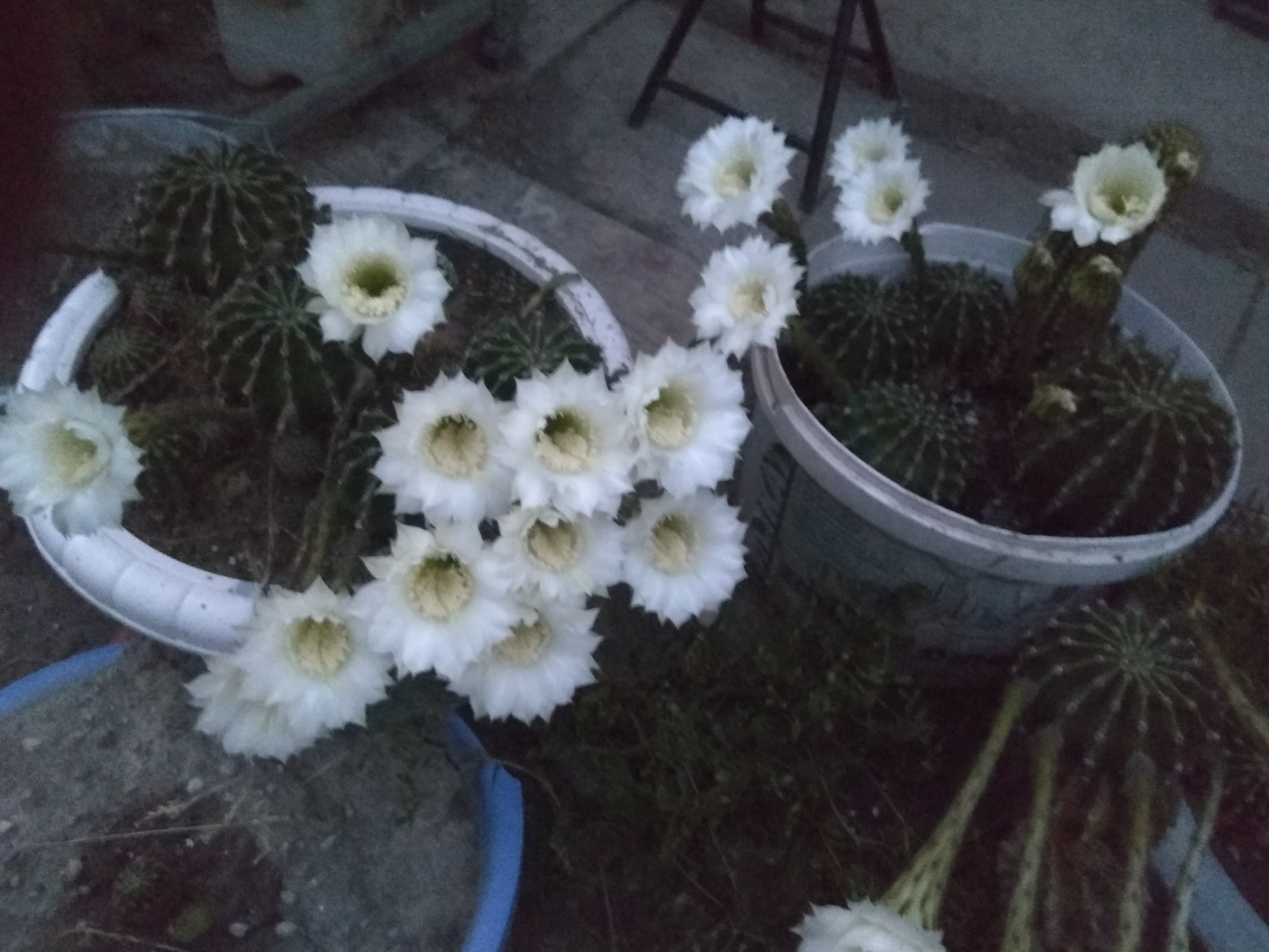 Echinopsis eyriesii