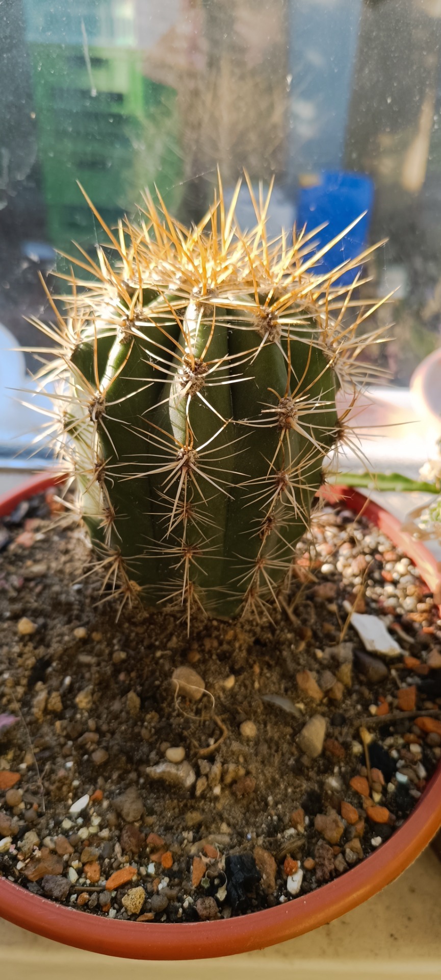Trichocereus terscheckii