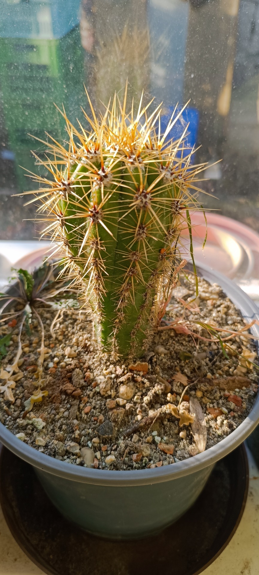 Trichocereus candicans
