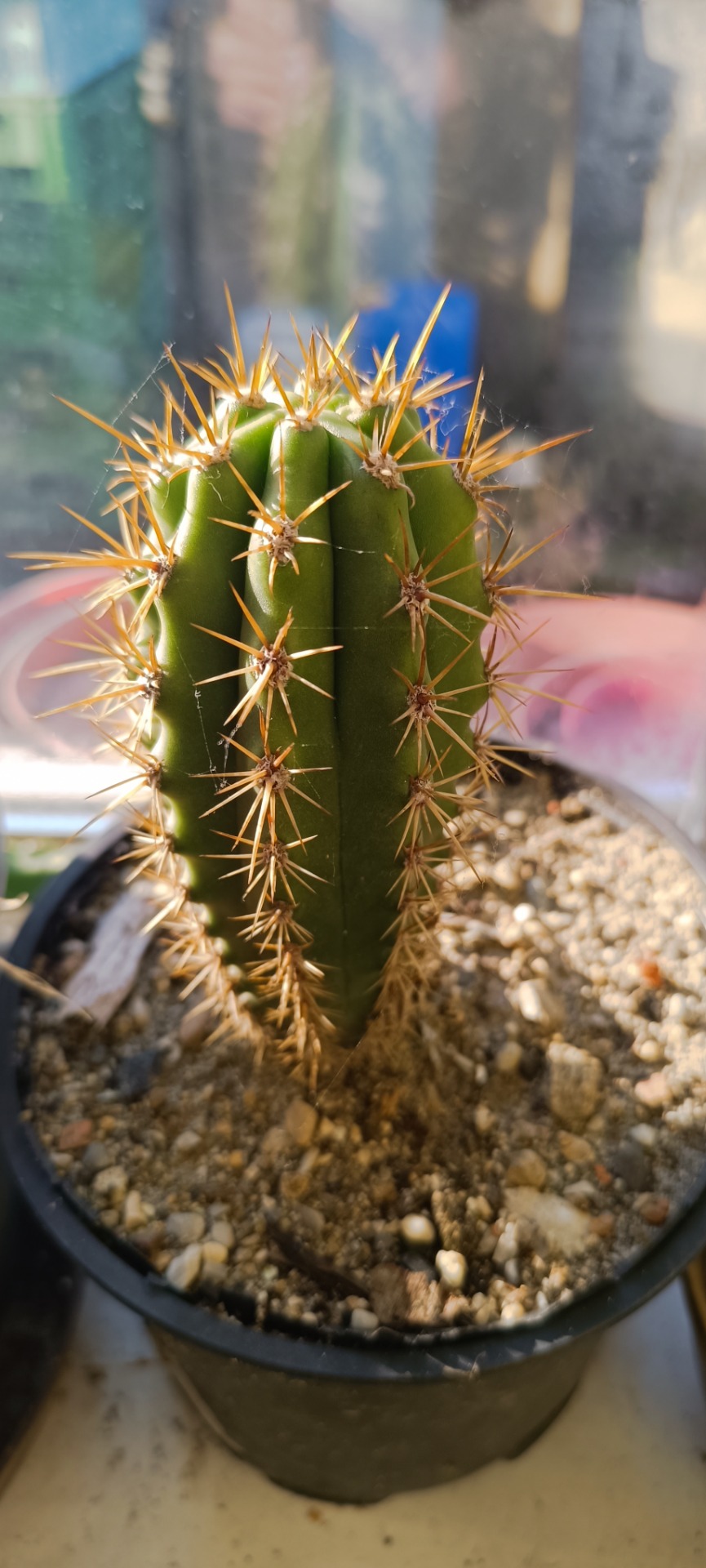 Trichocereus hybrid OP