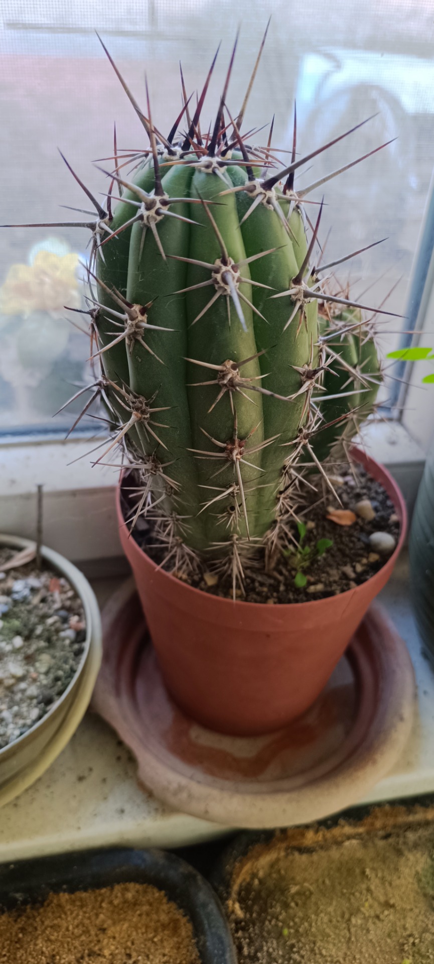 trichocereus chiloensis