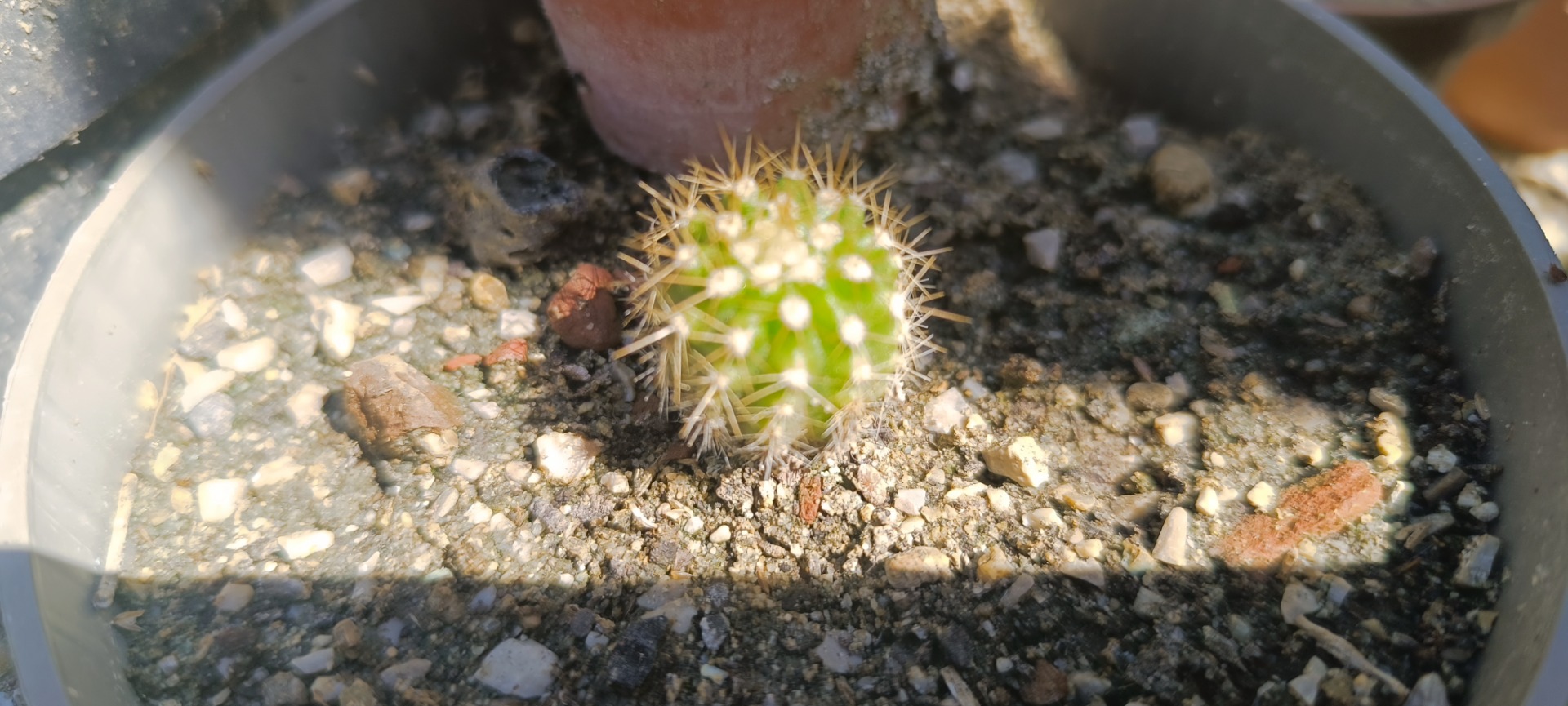 Trichocereus thelegonoides