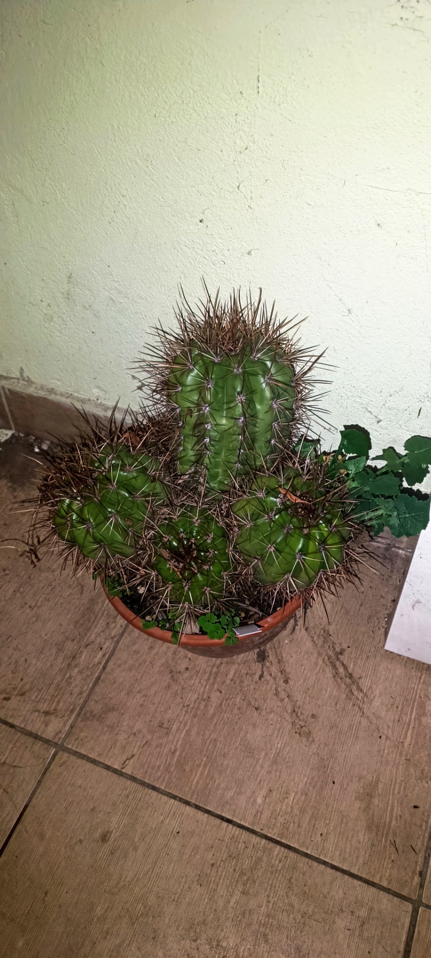 Trichocereus candicans