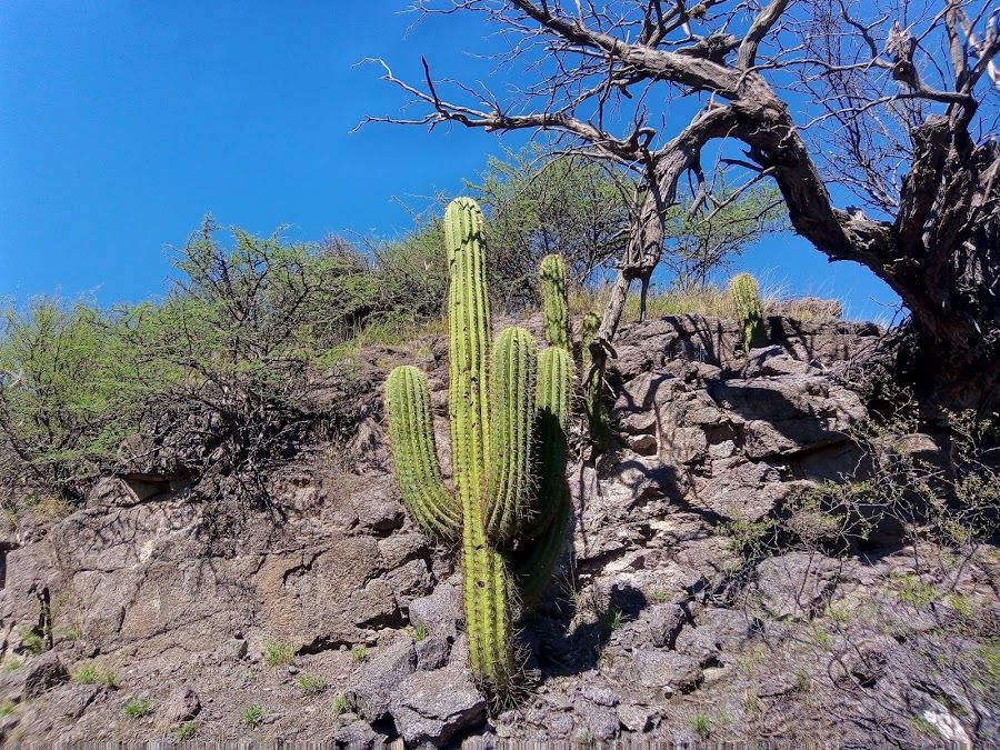 Trichocereus terscheckii, Chucuma San Juan Argentina