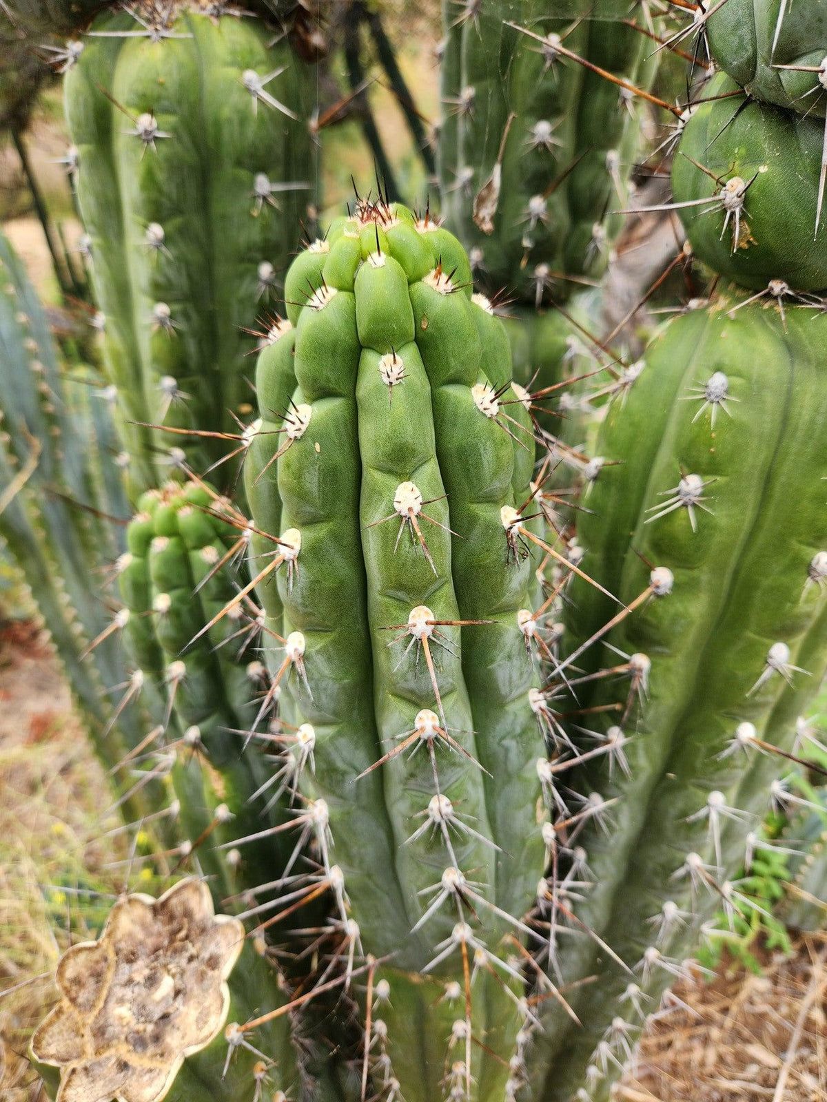 Trichocereus chalaensis