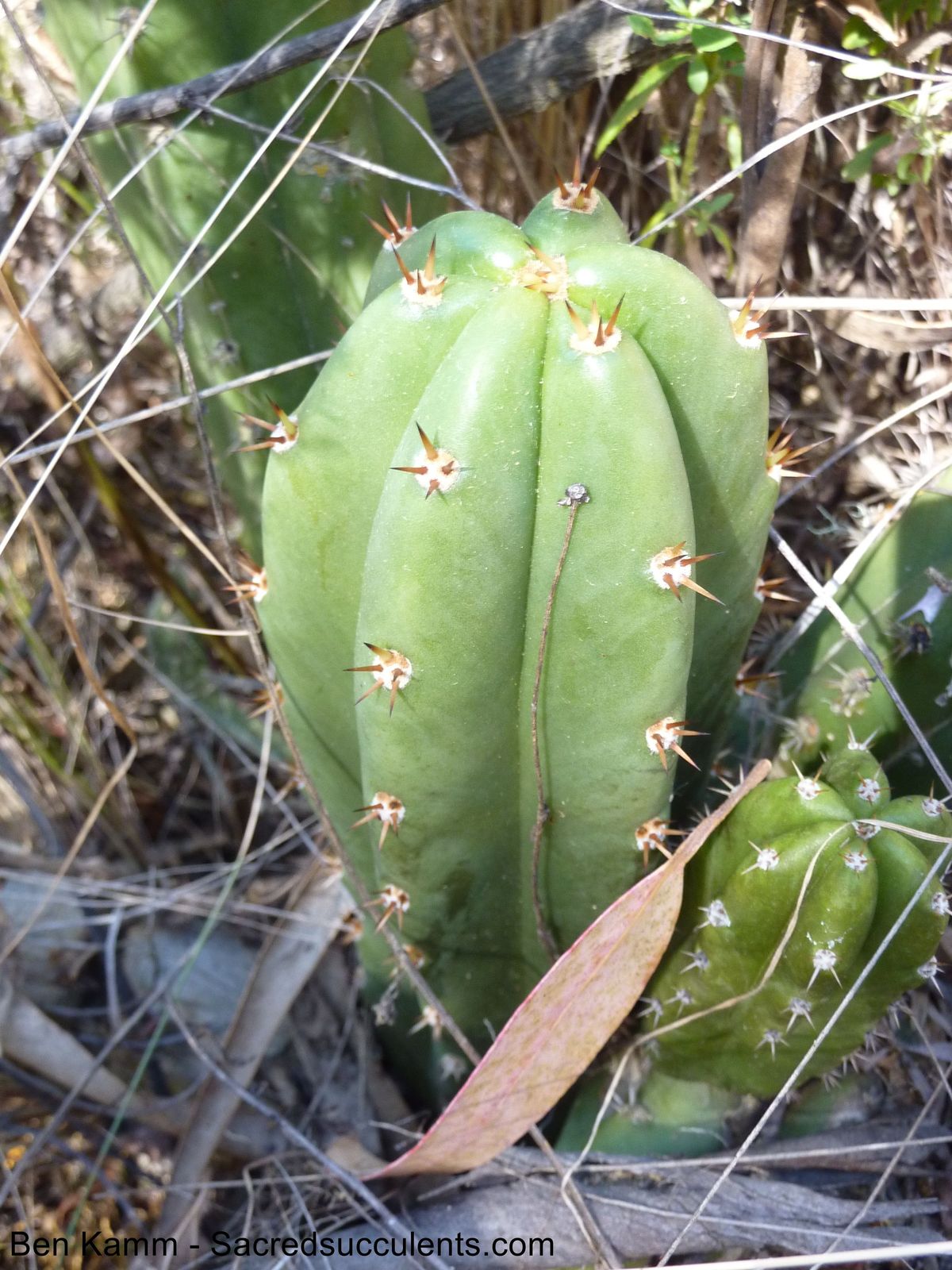BK10512.4 Trichocereus riomizquensis, Totora, Cochabamba, Bolivia 