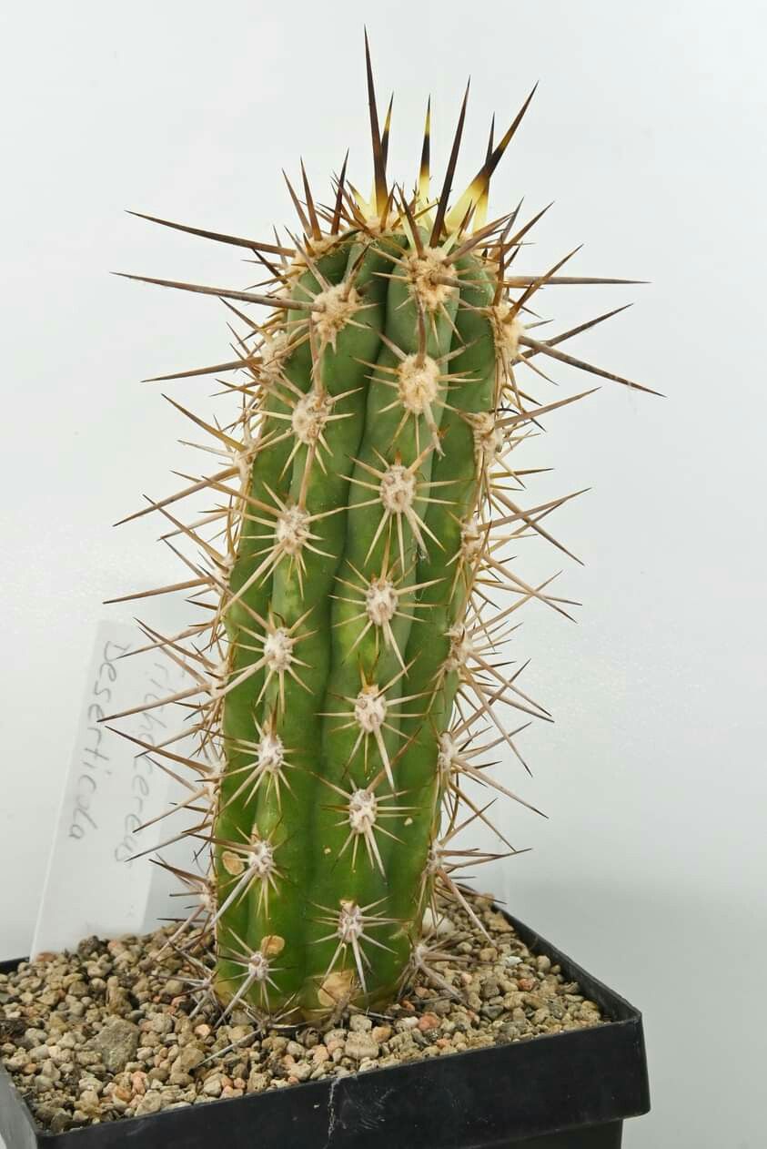 Trichocereus deserticola
