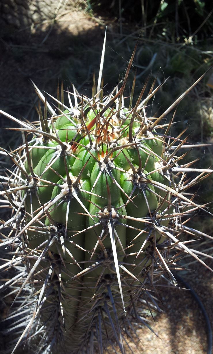 Trichocereus werdermannianus